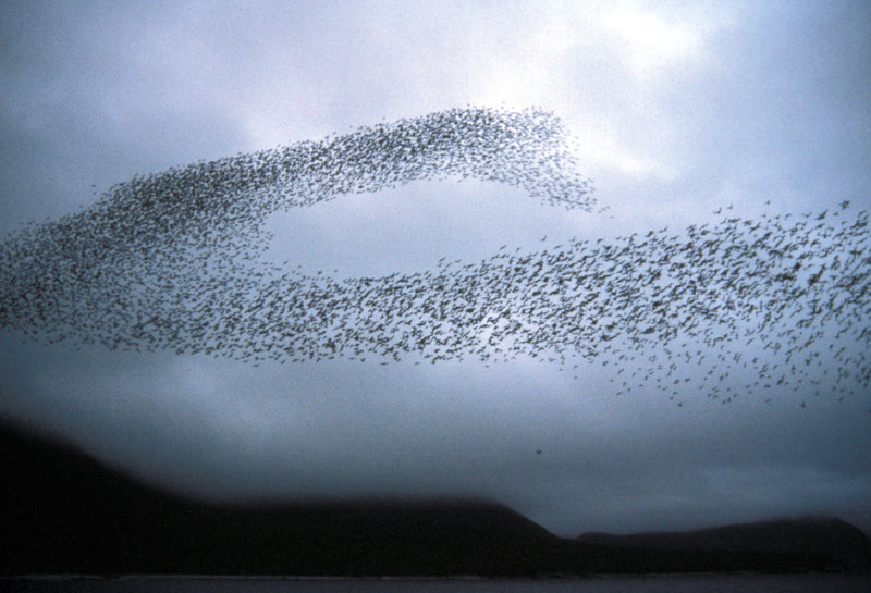 Auklet flock